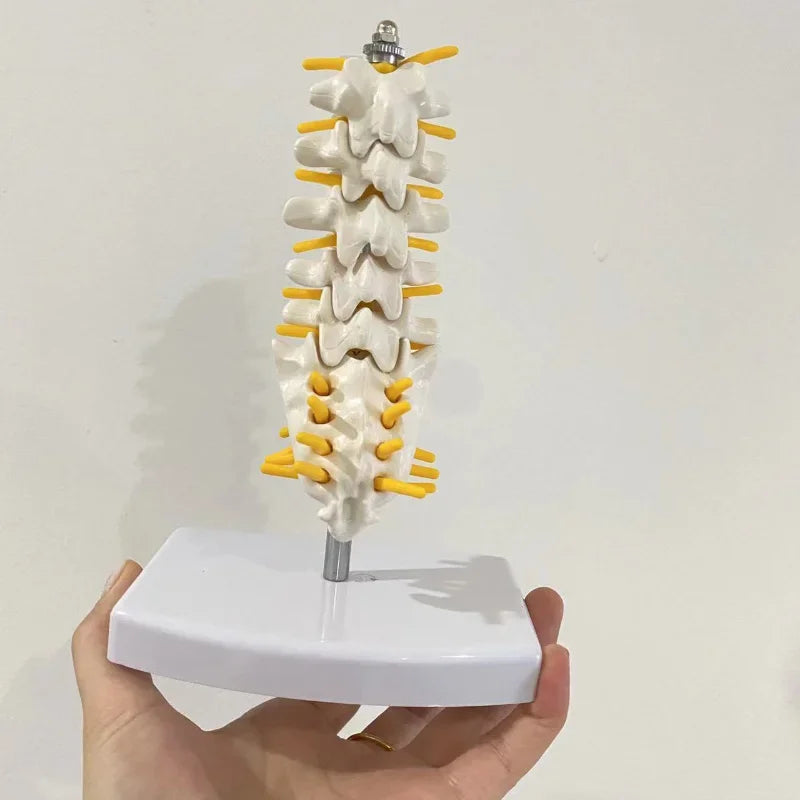 Lumbar Spine Anatomy Model