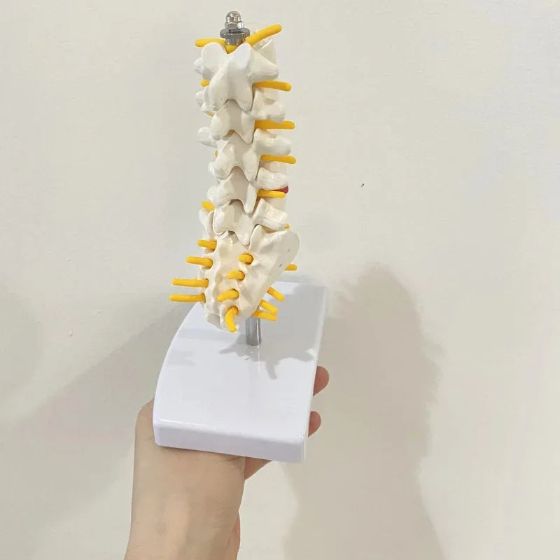 Lumbar Spine Anatomy Model
