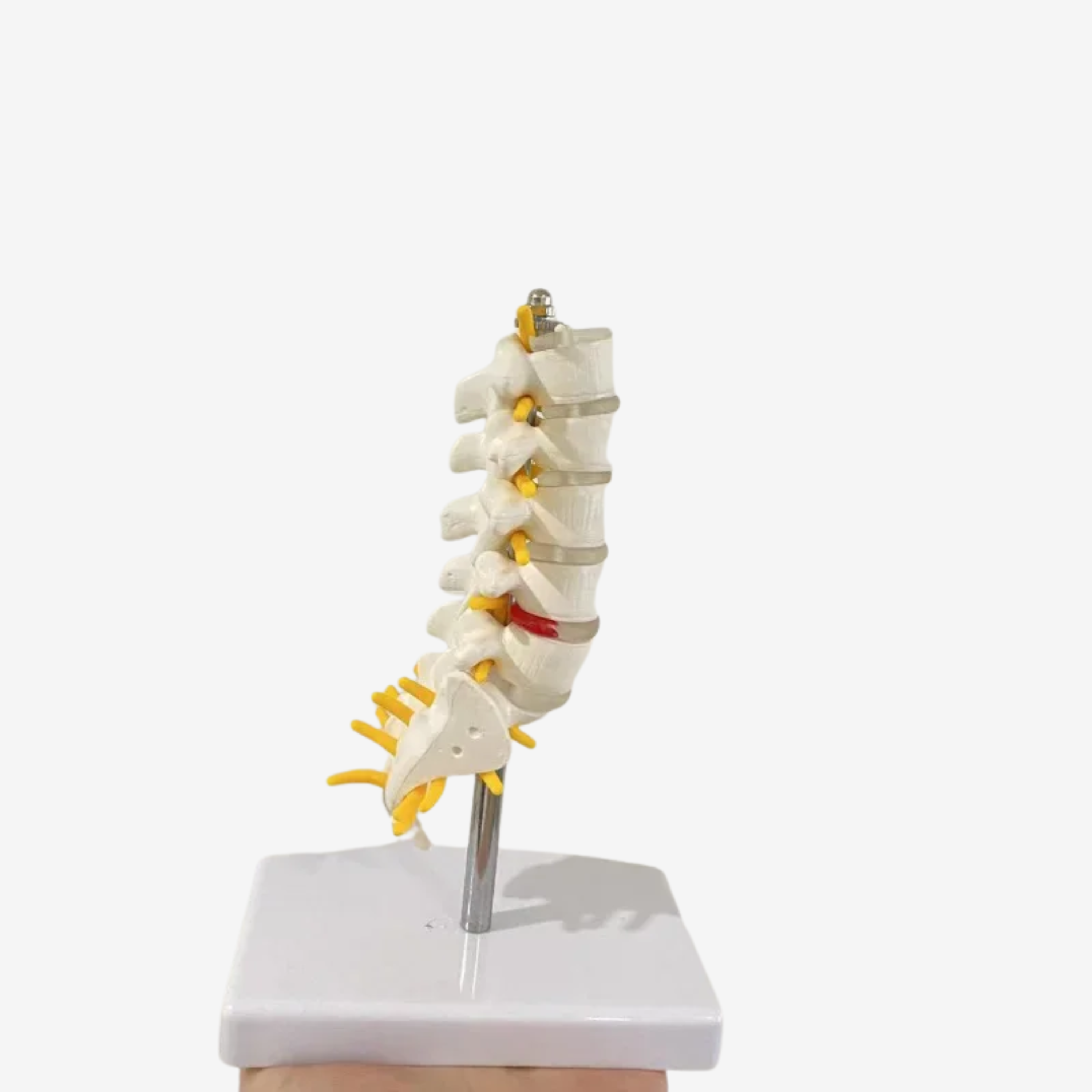 Lumbar Spine Anatomy Model